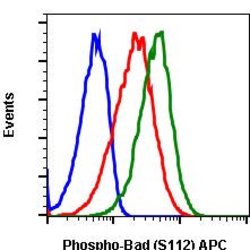 Phospho-BAD (Ser112) Recombinant Rabbit Monoclonal Antibody (BADS112-B9),