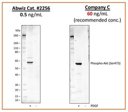 Phospho-Akt1 (Ser473) Recombinant Rabbit Monoclonal Antibody (AktS473-B9),