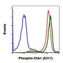 Invitrogen Phospho-Chk1 (Ser317) Recombinant Rabbit Monoclonal Antibody