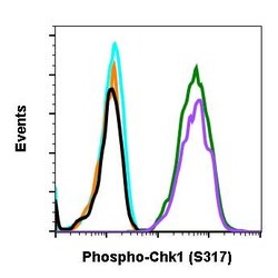 Invitrogen Phospho-Chk1 (Ser317) Recombinant Rabbit Monoclonal Antibody