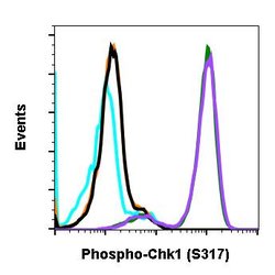 Invitrogen Phospho-Chk1 (Ser317) Recombinant Rabbit Monoclonal Antibody