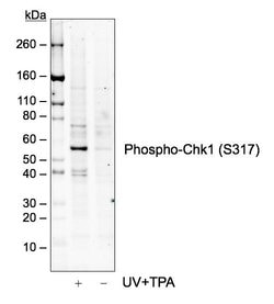 Invitrogen Phospho-Chk1 (Ser317) Recombinant Rabbit Monoclonal Antibody
