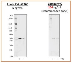 Invitrogen Phospho-MEK1 (Ser298) Recombinant Rabbit Monoclonal Antibody