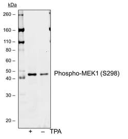 Invitrogen Phospho-MEK1 (Ser298) Recombinant Rabbit Monoclonal Antibody