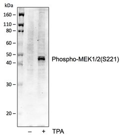 Invitrogen Phospho-MEK1/MEK2 (Ser221) Recombinant Rabbit Monoclonal Antibody