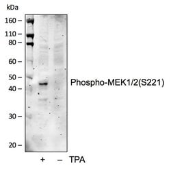 Invitrogen Phospho-MEK1/MEK2 (Ser221) Recombinant Rabbit Monoclonal Antibody