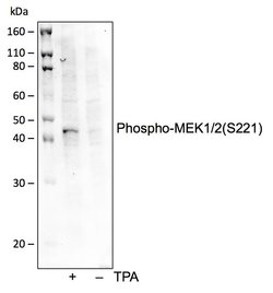 Invitrogen Phospho-MEK1/MEK2 (Ser221) Recombinant Rabbit Monoclonal Antibody
