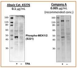 Invitrogen Phospho-MEK1/MEK2 (Ser221) Recombinant Rabbit Monoclonal Antibody