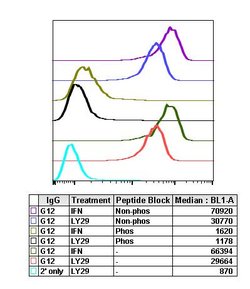 Invitrogen Phospho-Akt1 (Thr308) Recombinant Rabbit Monoclonal Antibody (AktT308-G12), Invitrogen 20 &mu;L | Buy Online | Invitrogen&trade; | Fisher Scientific