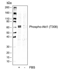 Invitrogen Phospho-Akt1 (Thr308) Recombinant Rabbit Monoclonal Antibody (AktT308-G12), Invitrogen 20 &mu;L | Buy Online | Invitrogen&trade; | Fisher Scientific