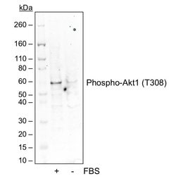 Invitrogen Phospho-Akt1 (Thr308) Recombinant Rabbit Monoclonal Antibody (AktT308-G12), Invitrogen 20 &mu;L | Buy Online | Invitrogen&trade; | Fisher Scientific