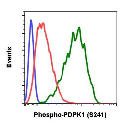 Phospho-PDPK1 (Ser241) Recombinant Rabbit Monoclonal Antibody (PDK1S241-F7), Invitrogen&trade;
