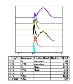 Phospho-PDPK1 (Ser241) Recombinant Rabbit Monoclonal Antibody (PDK1S241-F7), Invitrogen&trade;