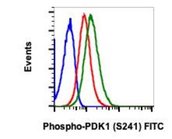 Invitrogen Phospho-PDPK1 (Ser241) Recombinant Rabbit Monoclonal Antibody