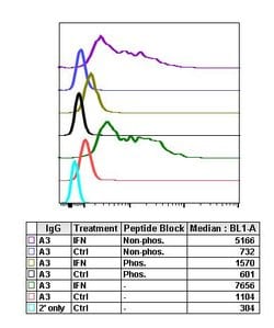 Invitrogen Phospho-Lck (Tyr505) Recombinant Rabbit Monoclonal Antibody