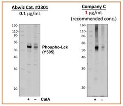 Invitrogen Phospho-Lck (Tyr505) Recombinant Rabbit Monoclonal Antibody