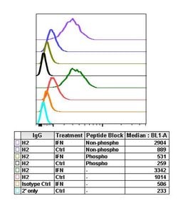 Invitrogen Phospho-MEK1/MEK2 (Ser217, Ser221) Recombinant Rabbit Monoclonal