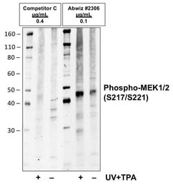 Invitrogen Phospho-MEK1/MEK2 (Ser217, Ser221) Recombinant Rabbit Monoclonal