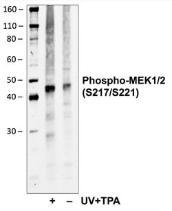 Invitrogen Phospho-MEK1/MEK2 (Ser217, Ser221) Recombinant Rabbit Monoclonal