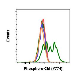 Invitrogen Phospho-c-Cbl (Tyr774) Recombinant Rabbit Monoclonal Antibody