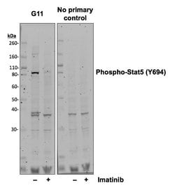 Phospho-Stat5 (Tyr694) Recombinant Rabbit Monoclonal Antibody (Stat5Y694-G11),