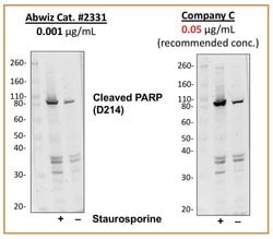 PARP1 (cleaved Asp214) Recombinant Rabbit Monoclonal Antibody (PARP-H8),