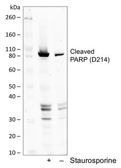 PARP1 (cleaved Asp214) Recombinant Rabbit Monoclonal Antibody (PARP-H8),