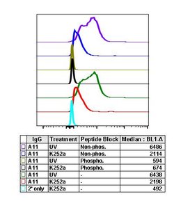 Phospho-MAPK9 (Thr183, Tyr185) Recombinant Rabbit Monoclonal Antibody (SAPKT183Y185-A11),