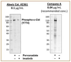 Invitrogen Phospho-c-Cbl (Tyr774) Recombinant Rabbit Monoclonal Antibody