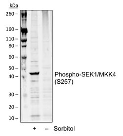 Invitrogen Phospho-MAP2K4 (Ser257) Recombinant Rabbit Monoclonal Antibody