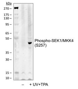 Invitrogen Phospho-MAP2K4 (Ser257) Recombinant Rabbit Monoclonal Antibody