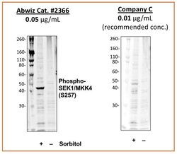 Invitrogen Phospho-MAP2K4 (Ser257) Recombinant Rabbit Monoclonal Antibody