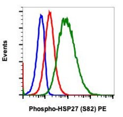 Phospho-HSP27 (Ser82) Recombinant Rabbit Monoclonal Antibody (HSP27S82-CB2),