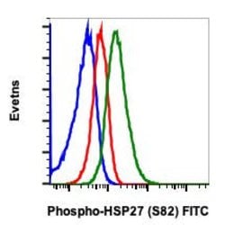 Invitrogen Phospho-HSP27 (Ser82) Recombinant Rabbit Monoclonal Antibody (HSP27S82-CB2), FITC, Invitrogen 10 Tests | Buy Online | Invitrogen&trade; | Fisher Scientific