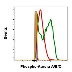 Invitrogen Phospho-Aurora A/B/C (Thr288, Thr232, Thr198) Recombinant Rabbit