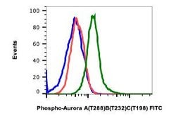 Phospho-Aurora A/B/C (Thr288, Thr232, Thr198) Recombinant Rabbit Monoclonal