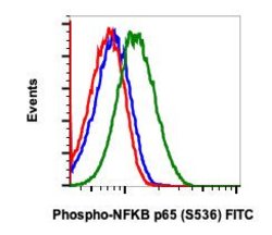 Invitrogen Phospho-NFKB p65 (Ser536) Recombinant Rabbit Monoclonal Antibody