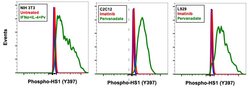Invitrogen Phospho-HCLS1 (Tyr397) Recombinant Rabbit Monoclonal Antibody