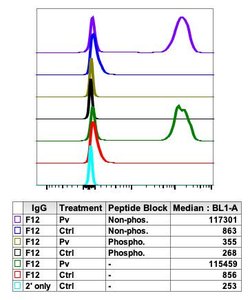 Invitrogen Phospho-HCLS1 (Tyr397) Recombinant Rabbit Monoclonal Antibody
