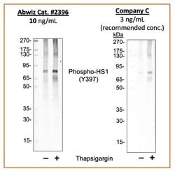Invitrogen Phospho-HCLS1 (Tyr397) Recombinant Rabbit Monoclonal Antibody
