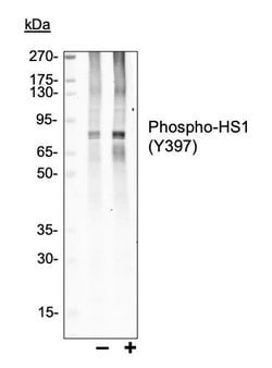 Invitrogen Phospho-HCLS1 (Tyr397) Recombinant Rabbit Monoclonal Antibody