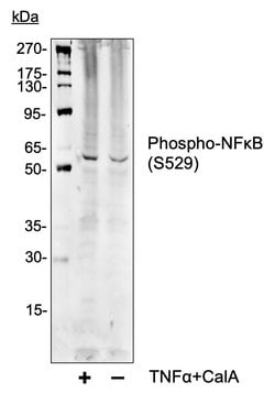 Invitrogen Phospho-NFkB p65 (Ser529) Recombinant Rabbit Monoclonal Antibody