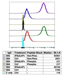Phospho-Lyn (Tyr507) Recombinant Rabbit Monoclonal Antibody (LynY507-5B6),
