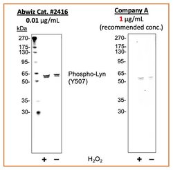Phospho-Lyn (Tyr507) Recombinant Rabbit Monoclonal Antibody (LynY507-5B6),