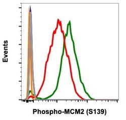 Phospho-MCM2 (Ser139) Recombinant Rabbit Monoclonal Antibody (MCM2S139-B12),