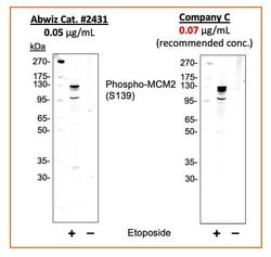 Phospho-MCM2 (Ser139) Recombinant Rabbit Monoclonal Antibody (MCM2S139-B12),