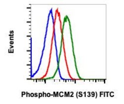 Invitrogen Phospho-MCM2 (Ser139) Recombinant Rabbit Monoclonal Antibody