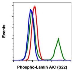 Phospho-Lamin A/C (Ser22) Recombinant Rabbit Monoclonal Antibody (LaminACS22-CF12),