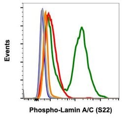 Phospho-Lamin A/C (Ser22) Recombinant Rabbit Monoclonal Antibody (LaminACS22-CF12),