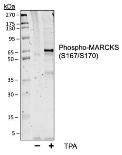 Invitrogen Phospho-MARCKS (Ser167, Ser170) Recombinant Rabbit Monoclonal